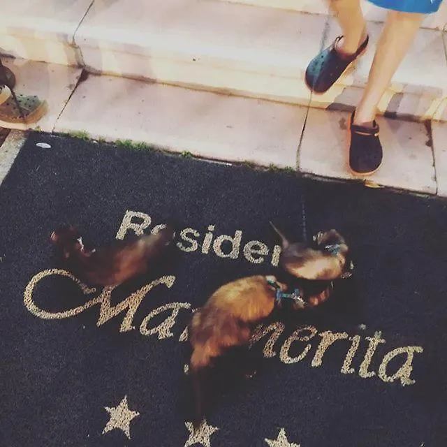 *** Aparthotel Residence Margherita Cattolica Italië